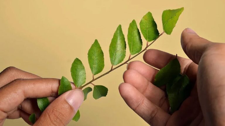 Curry Leaves Benefits : కరివేపాకుని ఇలా తింటే కలిగే బెనిఫిట్స్‌ మీరు ఊహించలేరు..