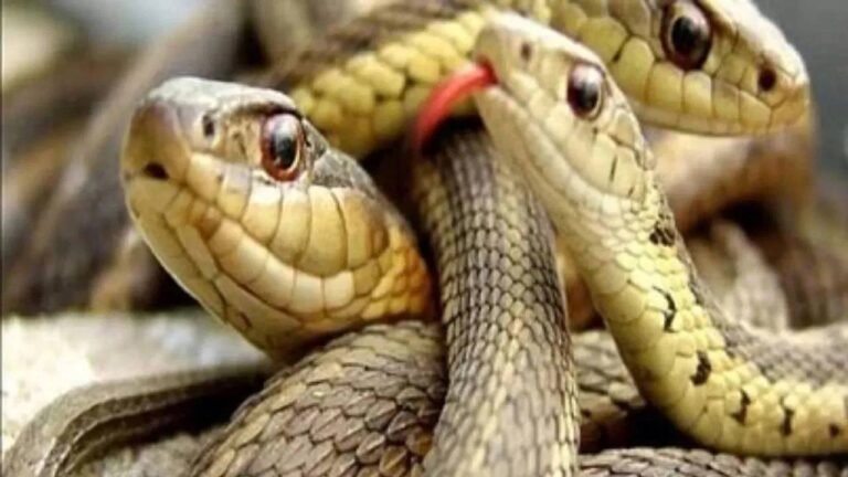 Farmer Friendly Snakes : ఈ పాము  రైతు నేస్తం..ఎందుకో తెలుసా..