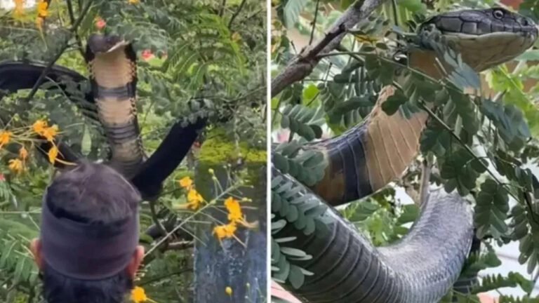 King Cobra on Tree : చెట్టు మీద నక్కిన భారీ కింగ్ కోబ్రా… ఎలా బుసలు కొడుతుందో చూస్తే గుండె గుభేల్ మానాల్సిందే!