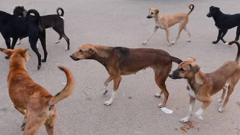 Street Dogs Saved Life నన్ను సజీవంగా పూడ్చిపెట్టారు.. వీధి కుక్కలు మట్టిని తొవ్వి ప్రాణాలు కాపాడాయి: ఆగ్రా యువకుడు