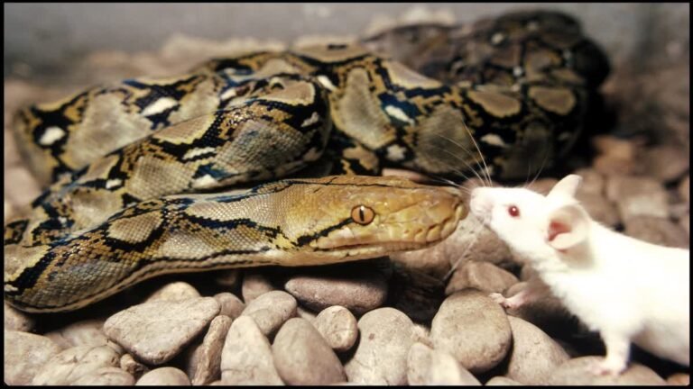 Russell Viper venom ఓడించండి! ఇక రక్తపింజర కాటు నుంచి బ్రతకడం సాధ్యం