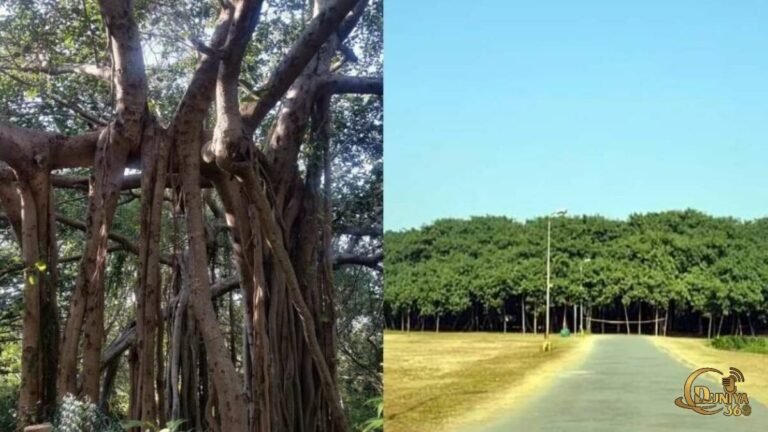ప్రపంచంలోనే అతిపెద్ద వటవృక్షం! ఆంధ్రప్రదేశ్ లోని 550 ఏళ్ల ‘Thimmamma Marrimanu’ అద్భుతం