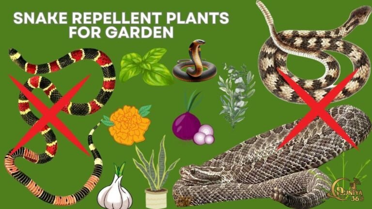పాములను దూరంగా ఉంచడానికి ఇంట్లో నాటాల్సిన 5 ఔషధ మొక్కలు | 5 Best Snake Repellent Plants for Home